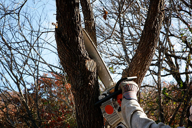 Tree Services