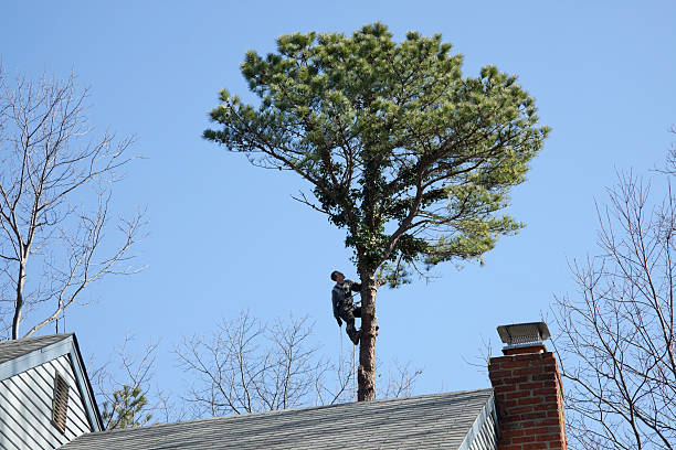 Mulching Services in Monument Hills, CA